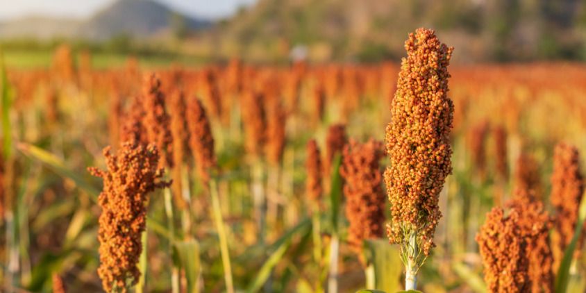farming sorghum