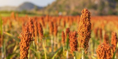 Growing Sorghum: Guide From Planting To Harvesting