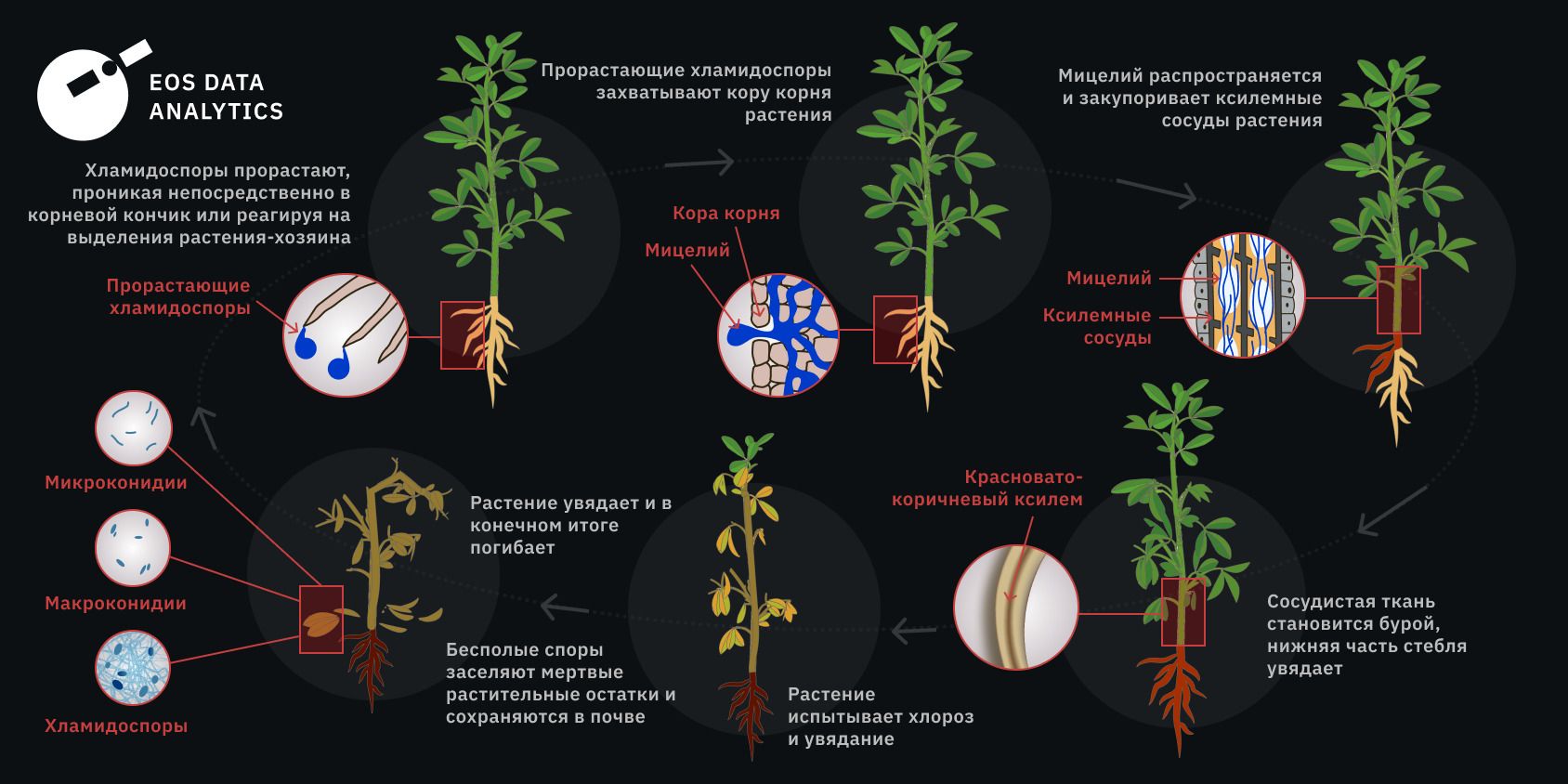 Цикл развития фузариоза