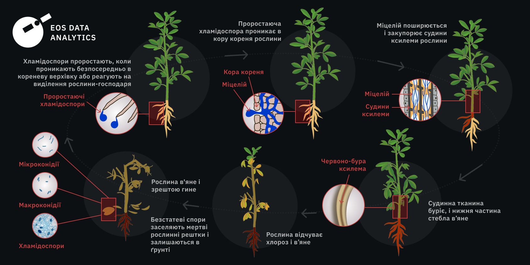 цикл хвороби фузаріозу (fusarium spp)