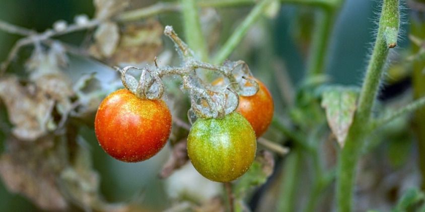 como os ácaros-aranha afetam as plantas de tomate