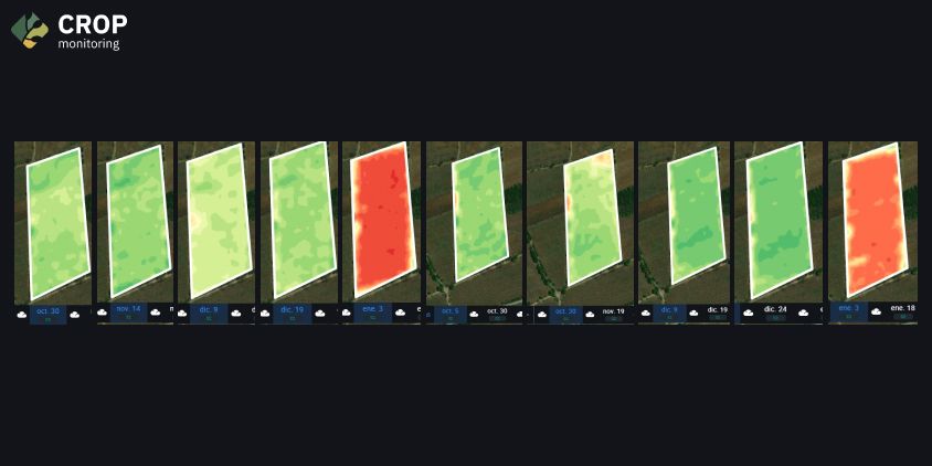 NDVI map of Central El Potrero field, ripening stage, 2022/23 and 2023/24 comparison