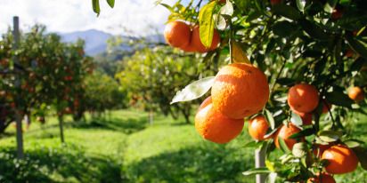 How To Grow Oranges: Orchard Planting, Care & Harvest