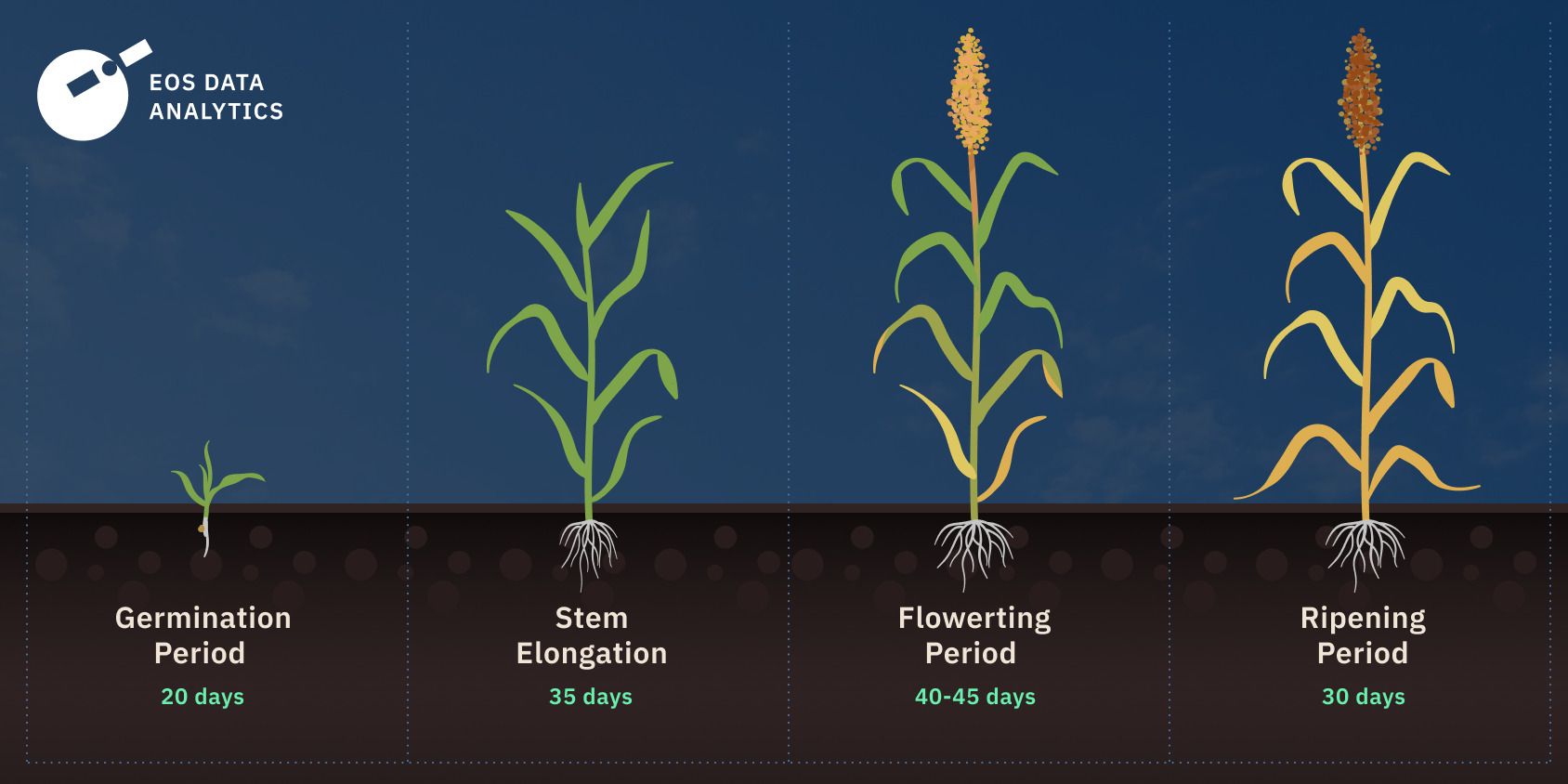 how long does sorghum grow