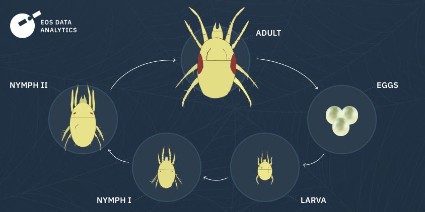 two-spotted spider mite life cycle