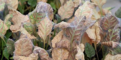 Spider Mites: How To Identify And Get Rid Of Them