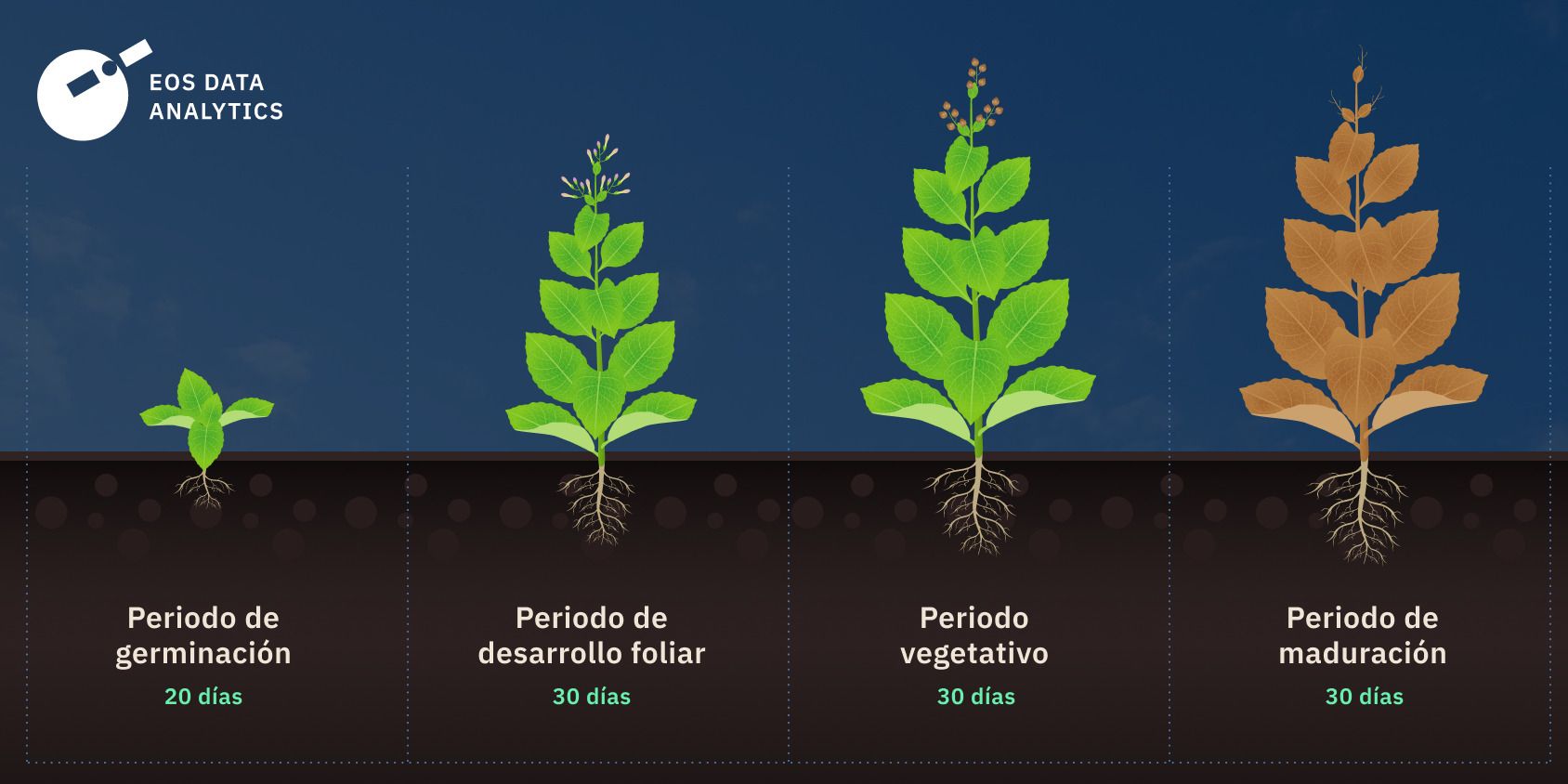 cuánto tiempo dura el crecimiento del cultivo de tabaco