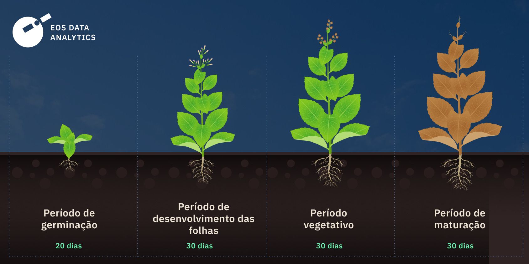 quanto tempo o tabaco leva para crescer
