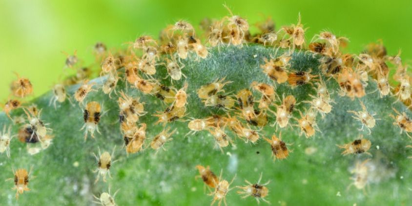 como são os ácaros-aranha