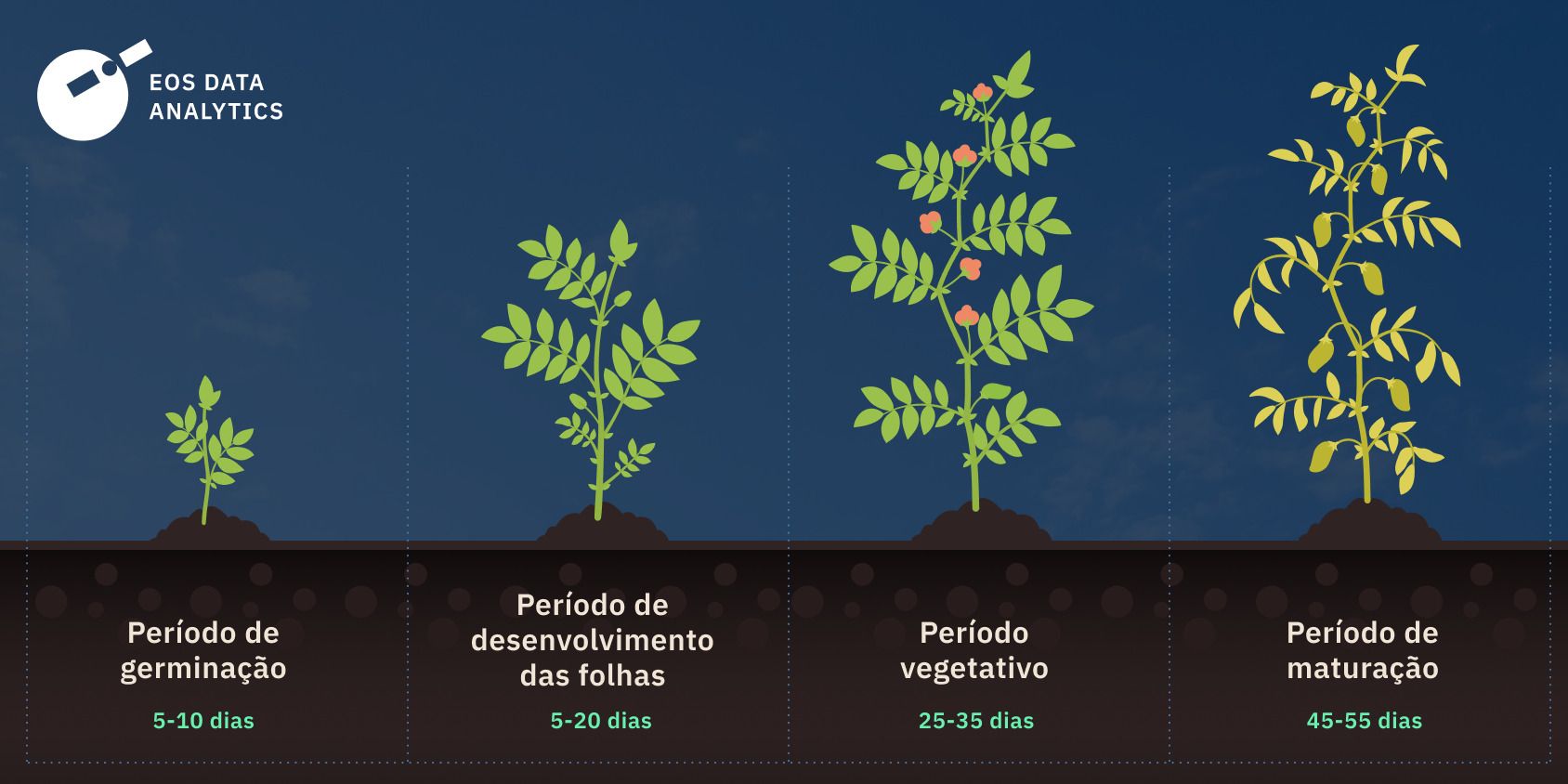 quanto tempo o grão-de-bico leva para crescer