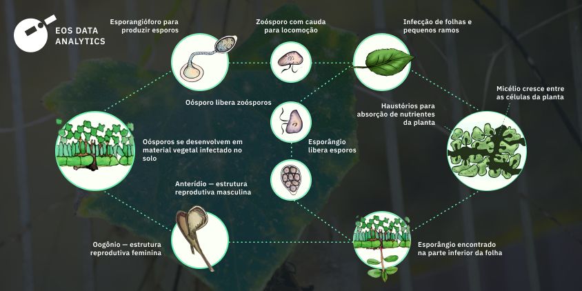 Ciclo de vida do míldio