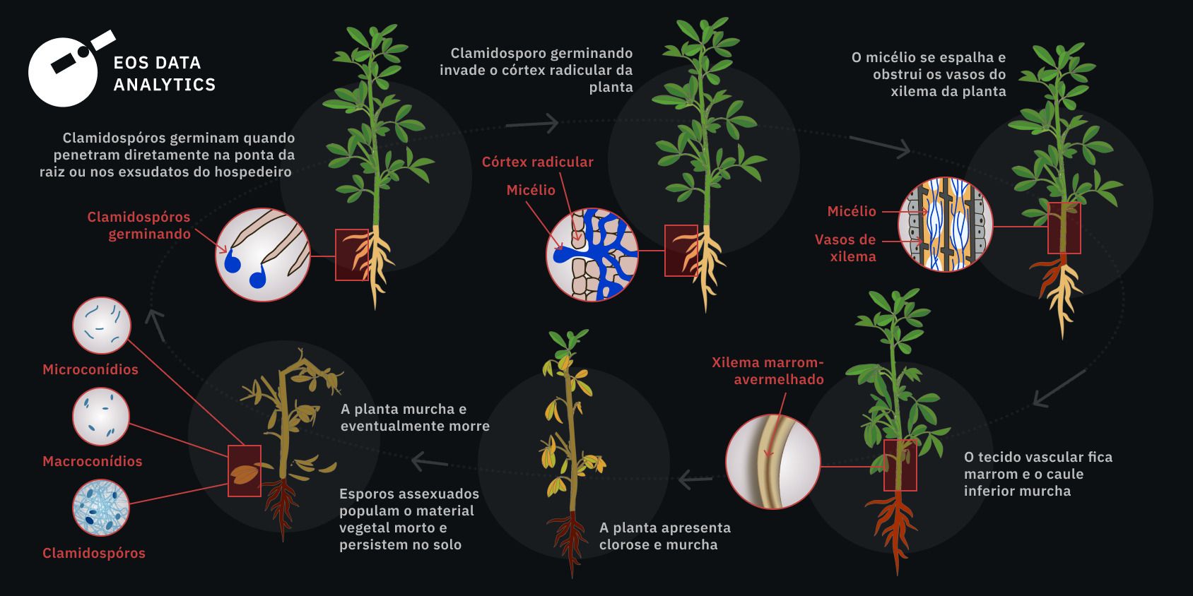 Ciclo da doença fusariose