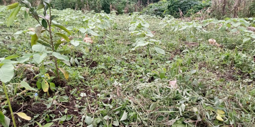 plot in Chiapas