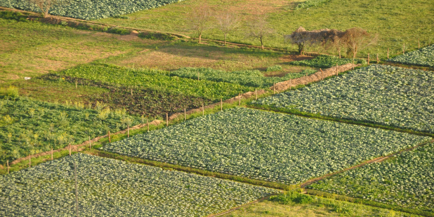San Cristóbal de las Casas, fields