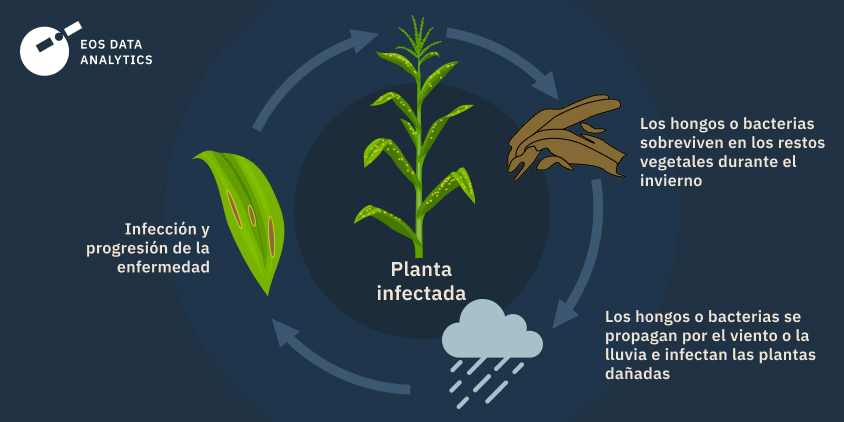 propagación del tizón foliar en las hojas y el resto de la planta