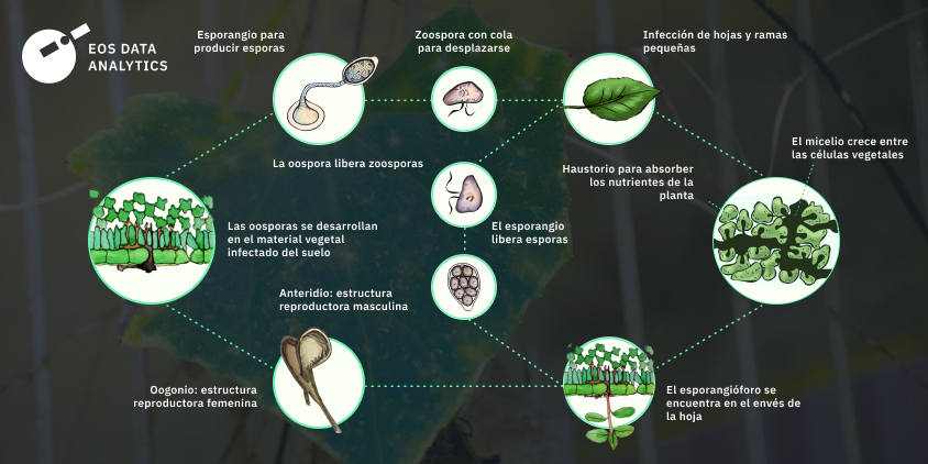 mildiu velloso y su ciclo de vida