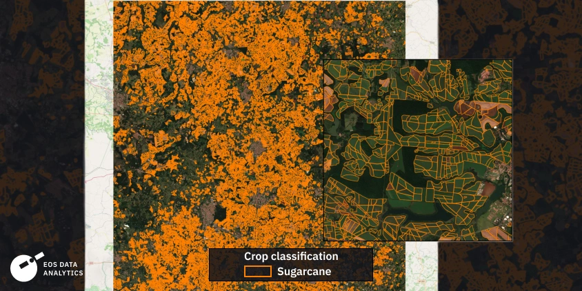 sugarcane classification map for AOI by EOS Data Analytics