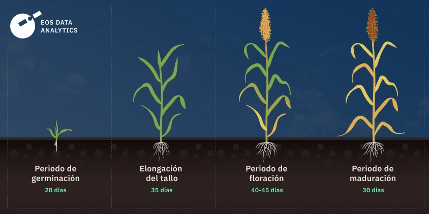 ciclo de cultivo de sorgo