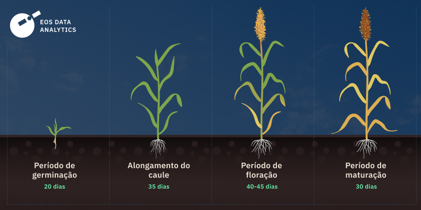 quanto tempo o sorgo leva para crescer