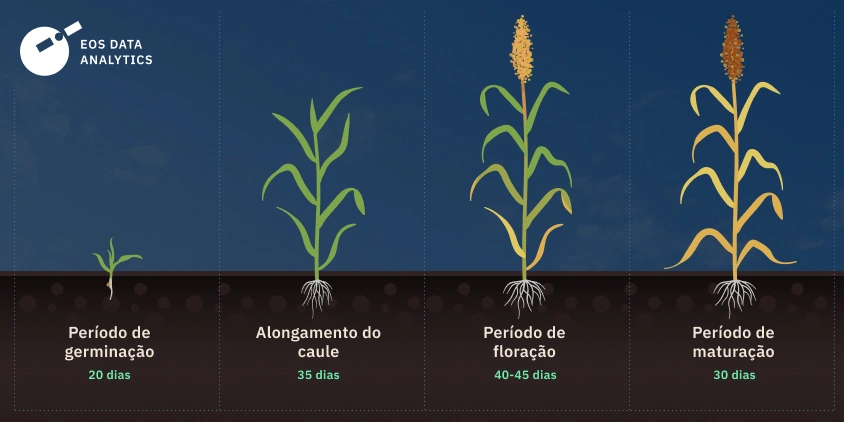 quanto tempo o sorgo leva para crescer