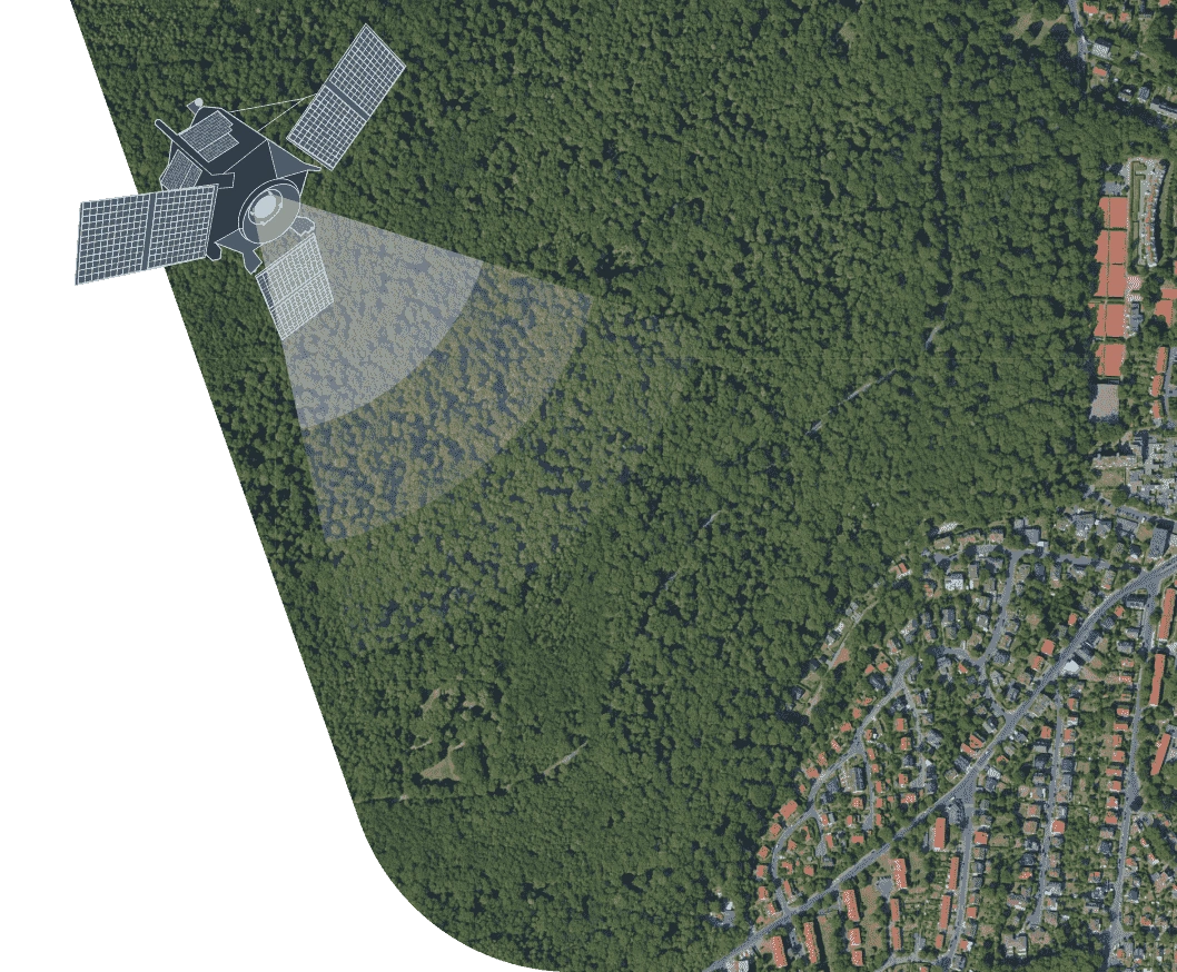 Satellite forest monitoring
