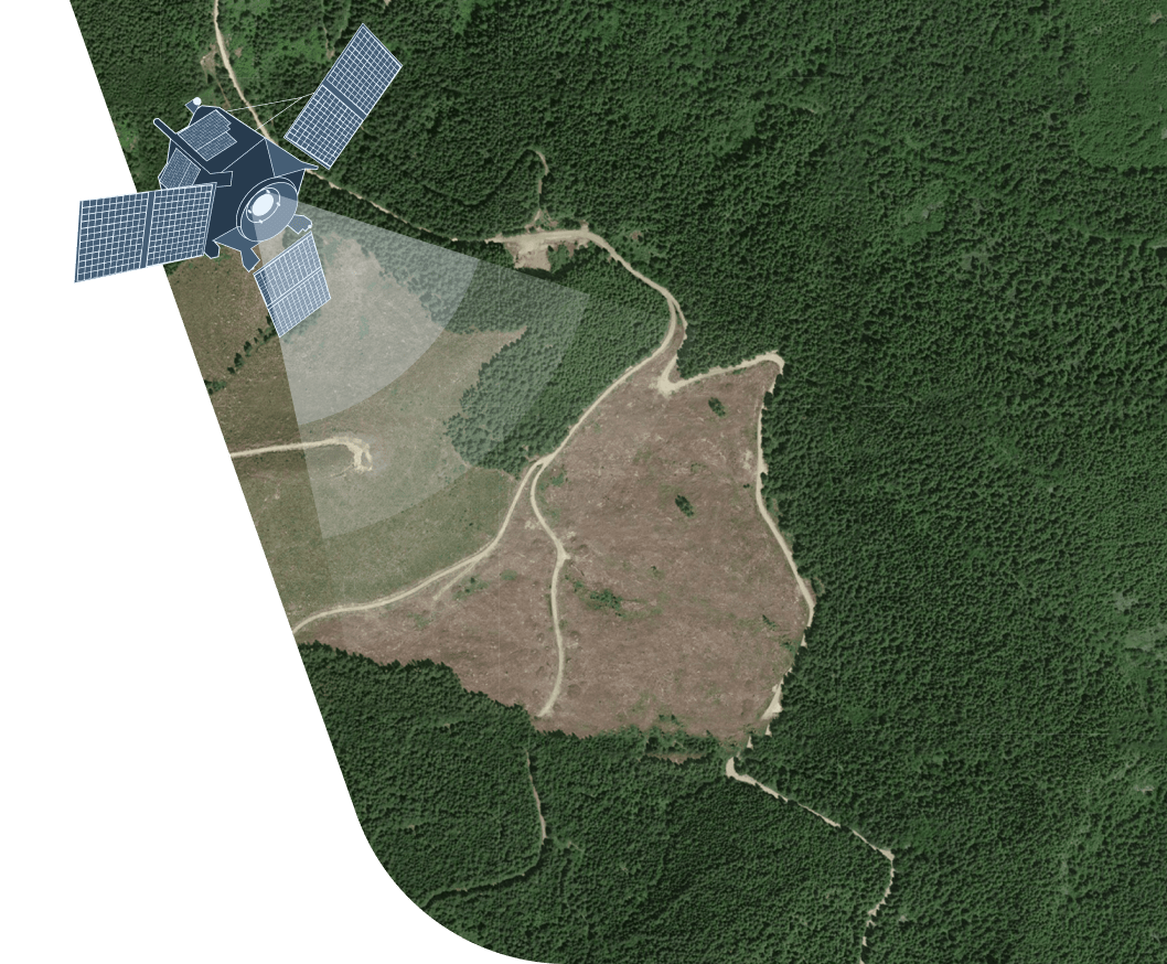 Satellitenüberwachung von Abholzung