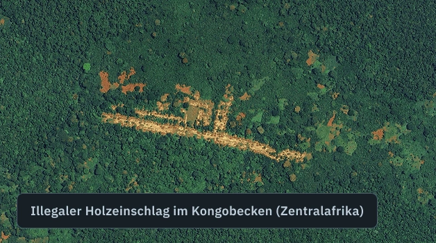 Illegale Abholzung im Kongobecken erkannt