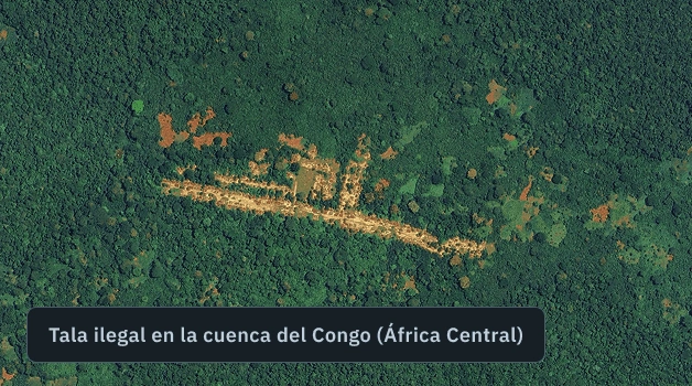 tala ilegal detectada en la cuenca del Congo
