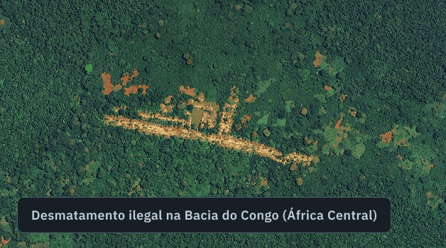 Desmatamento ilegal detectado na Bacia do Congo