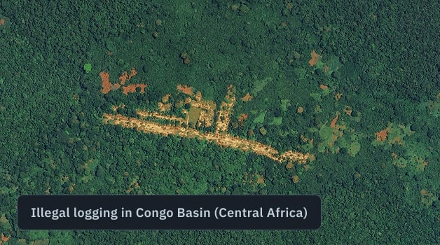 illegal loggind detected in Congo Basin