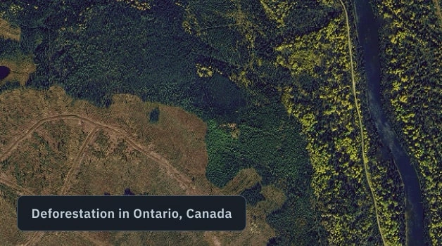 deforestation detected in Ontario, Canada