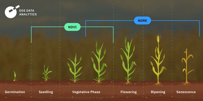 NDVI versus NDRE growing stages