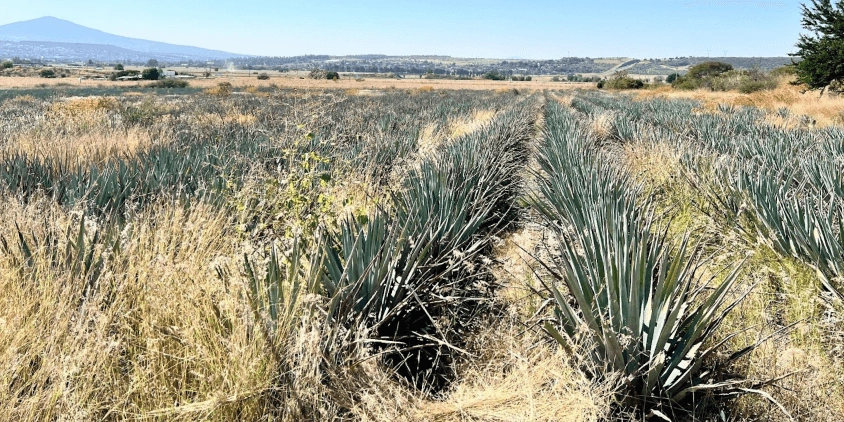 agave field before the implementation of new practices