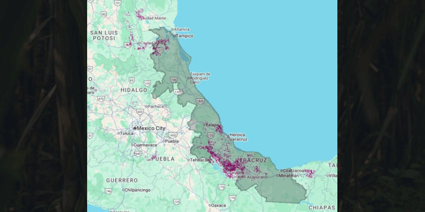 sugarcane fields in Veracruz