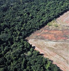 space-derived maps support forest management and conservation planning