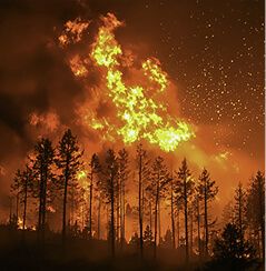 managing natural disasters with real-time satellite imagery
