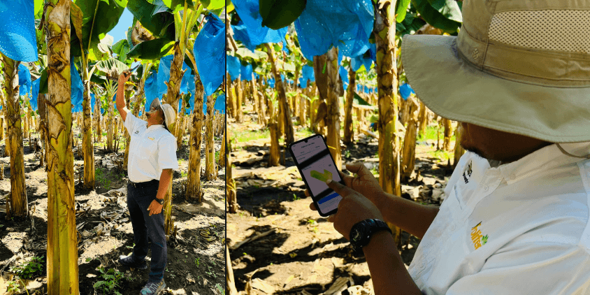 assessor técnico da Agrocentro em um bananal criando um relatório com o aplicativo