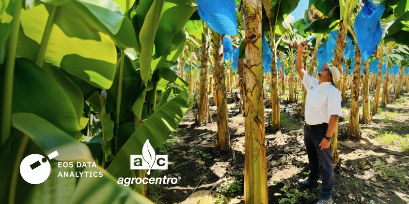 assessor técnico da Agrocentro em um bananal